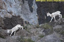 dall sheep