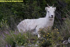 dall sheep