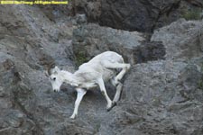 dall sheep