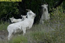 dall sheep