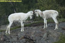 dall sheep