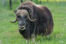 musk ox bull