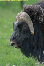 musk ox bull