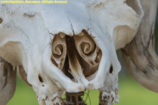 musk ox skull