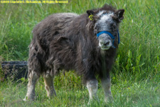 musk ox calf