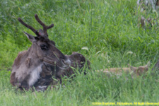 caibour doe and calf