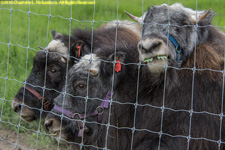 musk ox calves