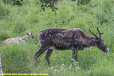 cariboe doe and calf