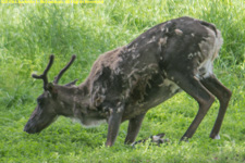 caribou doe kneeling