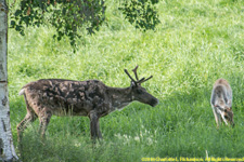 caribpou doe and calf