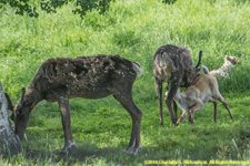 caribou nursing