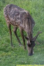 caribou feeding