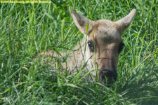 caribou calf