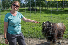 feeding musk ox calf