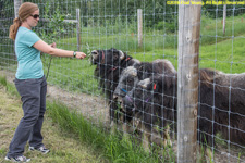 feeding musk ox calves