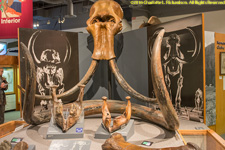 mammoth and mastodon