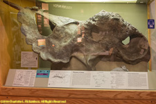 dinosaur skull