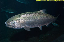 salmon