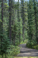 forest trail