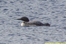 loon