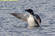 loon