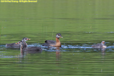 grebes