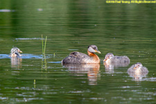 grebes