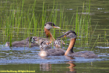 grebes