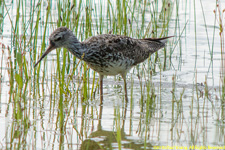 sandpiper