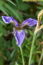 iris