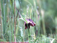 brown lily