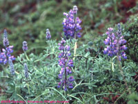 dwarf lupines