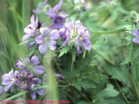 wild geranium