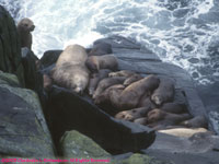 Steller sea lions