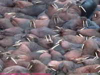 sleeping walruses