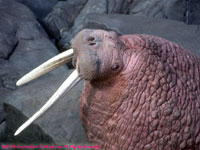 walrus portrait