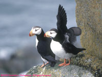 two puffins