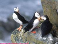 puffin greeting