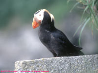 tufted puffin