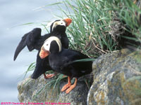 tufted puffins at nest burrow