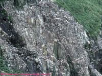 kittiwake and murre colony