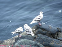 red-legged kittiwakes (juvenile)