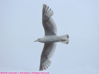 glaucous gull