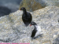 parrakeet auklets