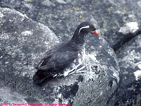 parrakeet auklet