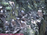 black-legged kittiwakes