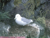 black-legged kittiwake