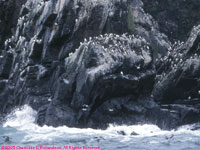 murres on Black Rock