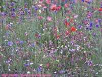 Juneau flowers