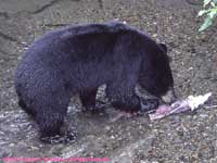 black bear fishing for salmon